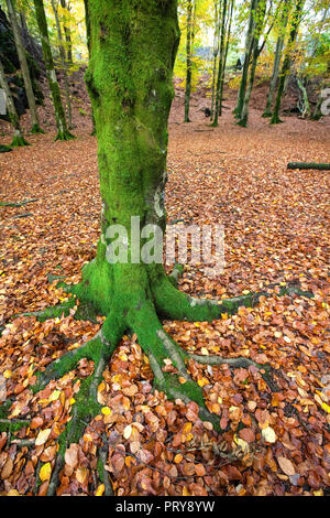 Autumn in a small beech tree forest at Nordaasvannet Lake in Fana, Bergen, Norway Stock Photo