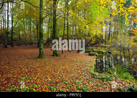 Autumn in a small beech tree forest at Nordaasvannet Lake in Fana, Bergen, Norway Stock Photo