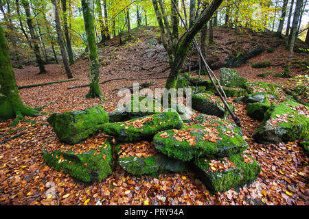 Autumn in a small beech tree forest at Nordaasvannet Lake in Fana, Bergen, Norway Stock Photo