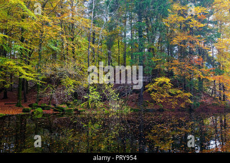 Autumn in a small beech tree forest at Nordaasvannet Lake in Fana, Bergen, Norway Stock Photo