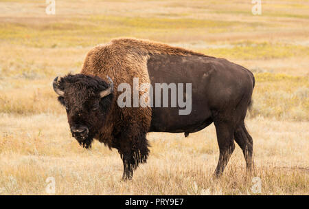 Bison in Theodore Roosevelt National Park North Unit in North Dakota. Stock Photo