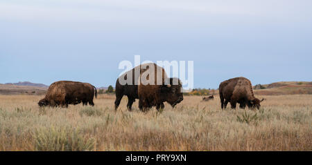 Bison in Theodore Roosevelt National Park North Unit in North Dakota. Stock Photo