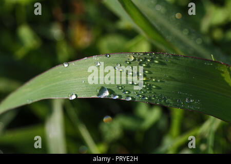 close up of sunlight on dew drops on wild grass in a country lane in autumn or fall in Italy Stock Photo