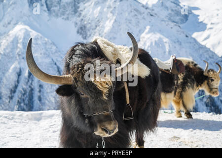 Beautiful black yak with big horns is standing on the snow land. Close-up Stock Photo