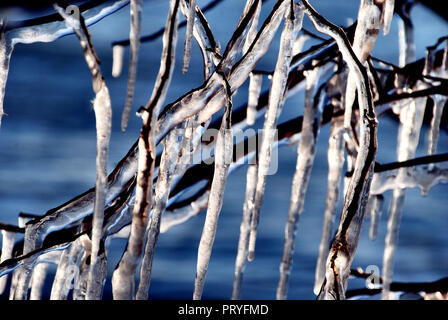 Dark brown branches caught up in bright white ice reflecting the light, on a blue blurry water background, in the cold winter of Quebec, Canada Stock Photo