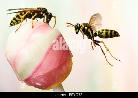 European Paper Wasps (Polistes dominula) on a lollipop, Germany Stock Photo