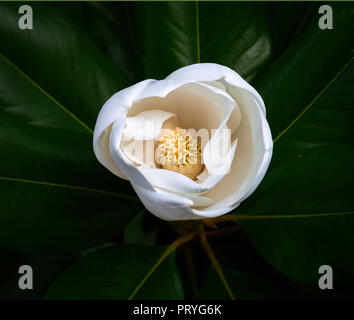 white magnolia blossom closeup isolated against a dark green leaf background Stock Photo