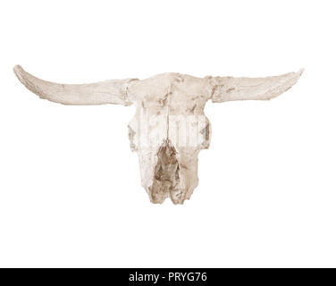 sun bleached cow skull closeup isolated on a white background Stock Photo