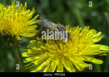 A worker bee collects nectar from a dandelion. Before honey arises. Pszczoła robotnica zbiera nektar z mniszka. Zanim powstanie miód. Apis mellifera. Stock Photo