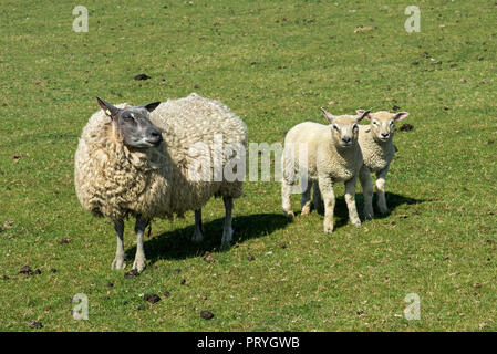 Texel sheep, mother with lambs, twins, marshland on the North Sea coast, Schleswig-Holstein, Germany Stock Photo