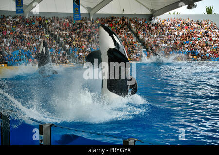 Killer whale (Orcinus orca) in jump, captive, Orca Show, Loro Parque, Puerto de la Cruz, Tenerife, Canary Islands, Spain Stock Photo
