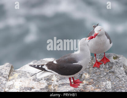 A courting red billed Dolphin gull Stock Photo