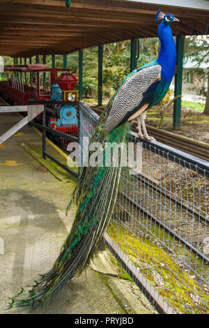 Beautiful peacock standing on the fence. Red train in the background, Canada Stock Photo