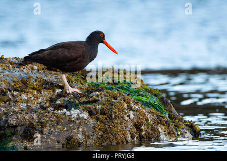 African black oystercatcher bird (Haematopus moquini) sitting by the ocean water on the mossy rock filled with seaweed and shells. Stock Photo