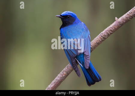 Handsome Male 'Blue and White Flycatcher' Stock Photo