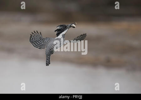 Crested Kingfisher with a catch Stock Photo