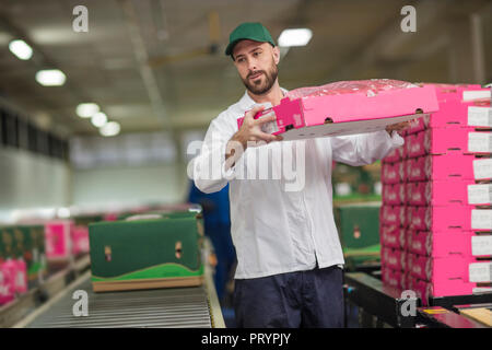 Worker packing apple boxes Stock Photo