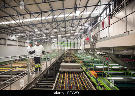 Workers talking in apple factory, sorting machine Stock Photo