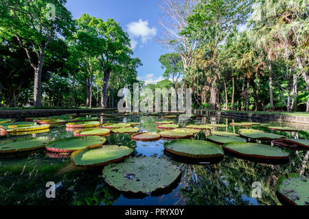 Mauritius, Sir Seewoosagur Ramgoolam Botanical Garden, leaves of Amazonas Giant Water Lily on pond, Victoria amazonica