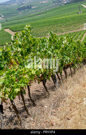 Vineyards in vinho verde wine route, Douro, wine valley, Portugal Stock Photo