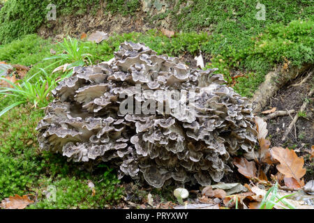 Grifola frondosa (commonly known as hen of the woods) is a polypore fungus that grows in clusters at the base of trees, usually oak. Stock Photo