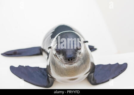 Namibia, Walvis Bay, portrait of cape fur seal on boat Stock Photo