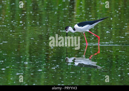 Black-winged stilt wading in water Stock Photo