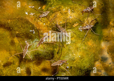 Water Striders (Aquarius remigis) rest on organic mossy surface of slow section of creek, Castle Rock Colorado US. Scientists identify 1700 species. Stock Photo