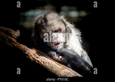 Capuchin Monkey Stock Photo