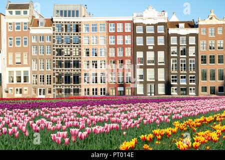 Netherlands tulips and facades of old houses in Amsterdam, Netherlands. Dutch houses with fresh tulip flowers. Stock Photo