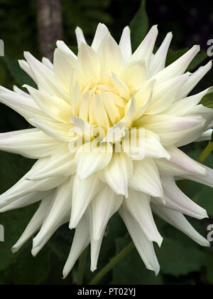 Closeup of single white "Allan Snowfire" Dahlia flower, Derbyshire, England, UK Stock Photo
