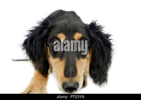 puppy saluki looking at you in white background Stock Photo