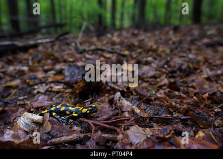 Fire Salamander - Salamandra salamandra, beautiful black and yellow amphibian from European forests, Czech Republic. Stock Photo