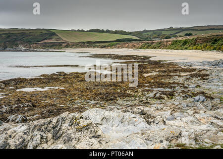 A beautiful natural beach down on the Roseland Peninsular called Towan Beach, a mixture of sand rocks and seaweed against green fields and farmland. Stock Photo