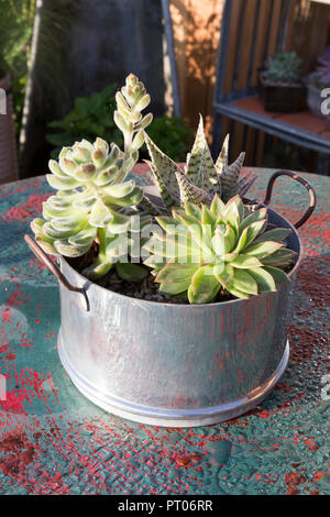 Garden with Cacti and Succulents and sempervivum plants grown in old repurposed recycled cooking pot pots unusual containers on outdoor table RHS UK Stock Photo