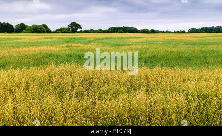 View across field of oats with trees on the horizon under overcast sky and in summer in Beverley, Yorkshire, UK. Stock Photo