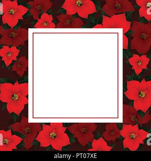 Red Poinsettia on Red Banner Card Background. Vector Illustration. Stock Vector