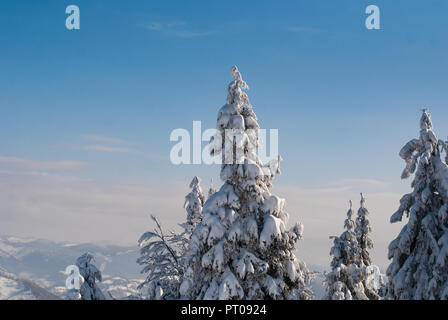 Snow-covered firs on the background of mountains  in winter Stock Photo