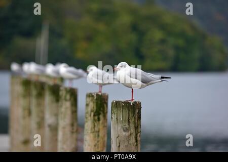 Black headed gull in winter plumage, Chroicocephalus ridibundus, Bowness on Windermere,Cumbria,England,UK Stock Photo