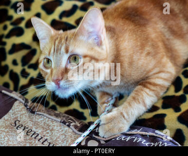 Beautiful Ginger European Shorthair. Very playful. Stock Photo