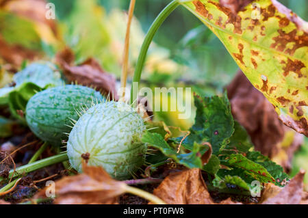 Ecballium, wild cucumber plant, annual mad cucumber plant Stock Photo