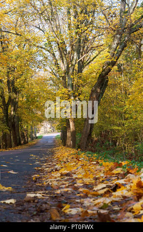 The path strewn with autumn yellow leaves of trees. Autumn alley Stock ...