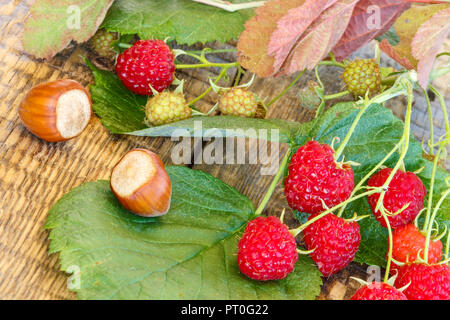 Autumn still life with hazelnuts, branch of raspberries, green and red leaves on wooden boards Stock Photo