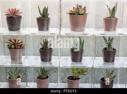 Perspex boxes displaying a collection of succulents growing in ceramic plant pots, Sempervivum, Aloe 'Paradisicum', At Home, Grow, Dine, Relax, RHS Ma