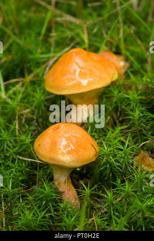 Larch Bolete (Suillus grevillei) mushrooms. Stockhill Wood, Somerset, England. Stock Photo