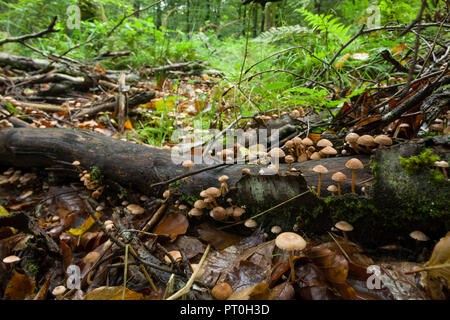 Scurfy Twiglet (Tubaria furfuracea) fungus growing on decaying wood on the forest floor. Stockhill Wood, Somerset, England. Stock Photo