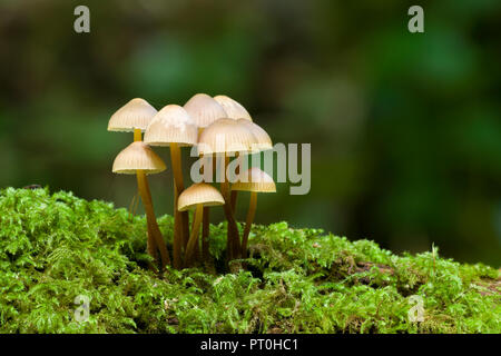 Clustered Bonnet (Mycena inclinata) mushrooms on a moss covered log. Goblin Combe, North Somerset, England. Stock Photo
