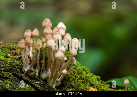 Clustered Bonnet (Mycena inclinata) mushrooms on a moss covered log. Goblin Combe, North Somerset, England. Stock Photo