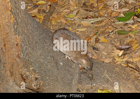 Long nosed Bandicoot in Atherton Tablelands far North Queensland Stock Photo