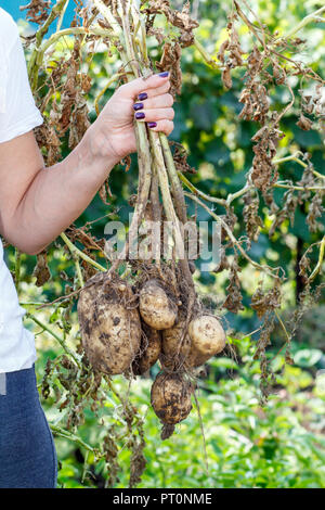 Woman holds just harvested potato plant with russet ripe tubers on dried stem Stock Photo